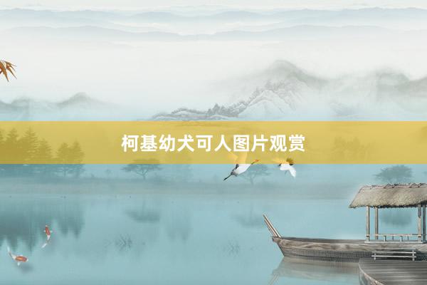 柯基幼犬可人图片观赏
