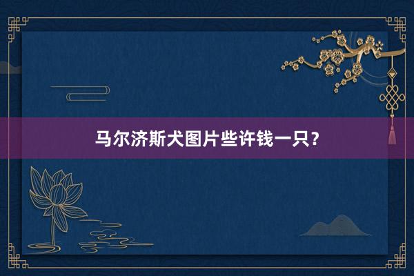 马尔济斯犬图片些许钱一只？
